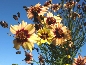 Nachyłek (Coreopsis) 